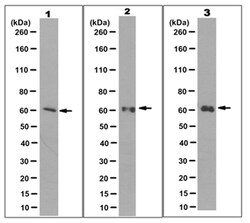 MilliporeSigma Mouse anti-hIAP-1/BIRC3, Clone: 11D12.1, 100&mu;g:Antibodies,
